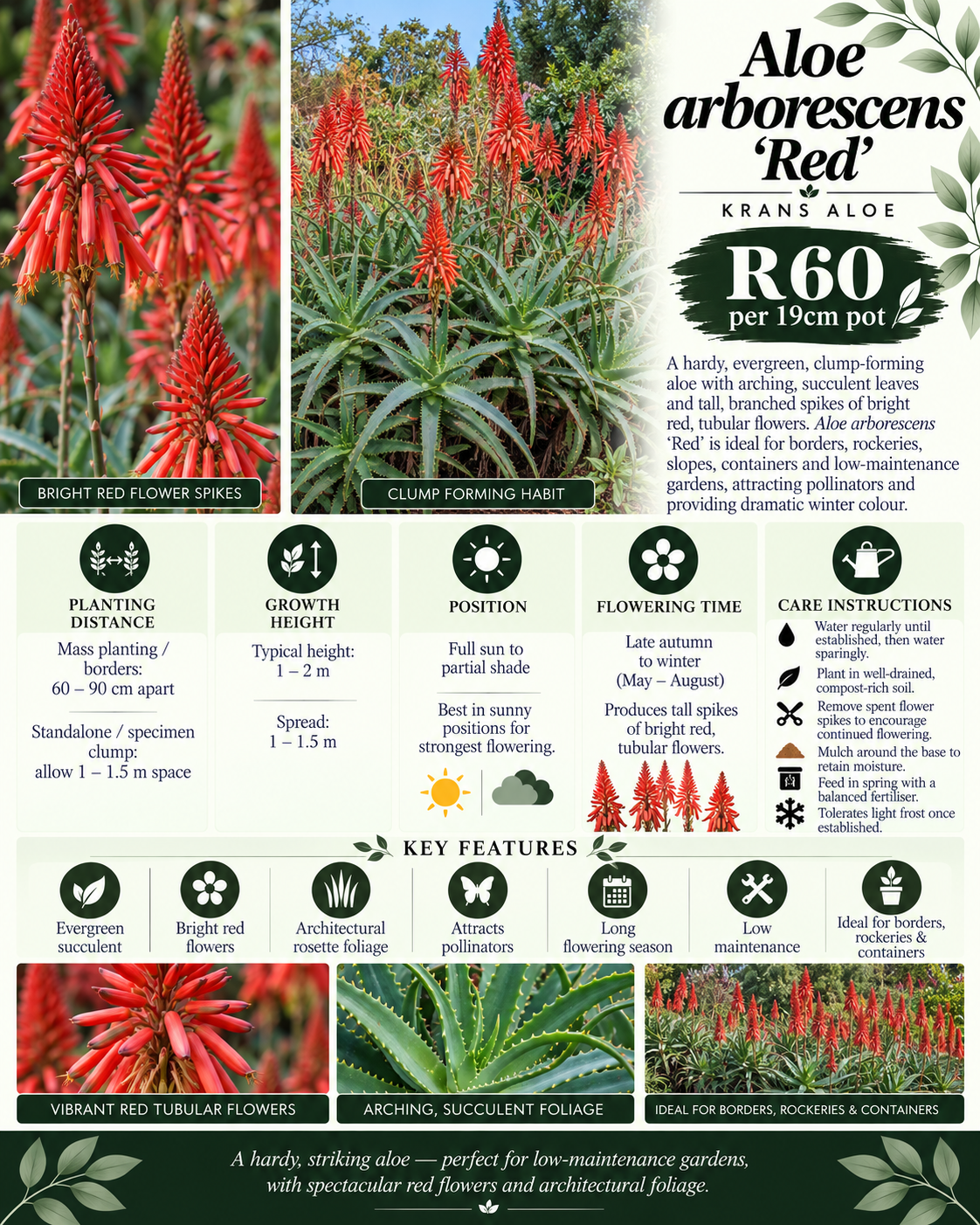 Aloe arborescens red