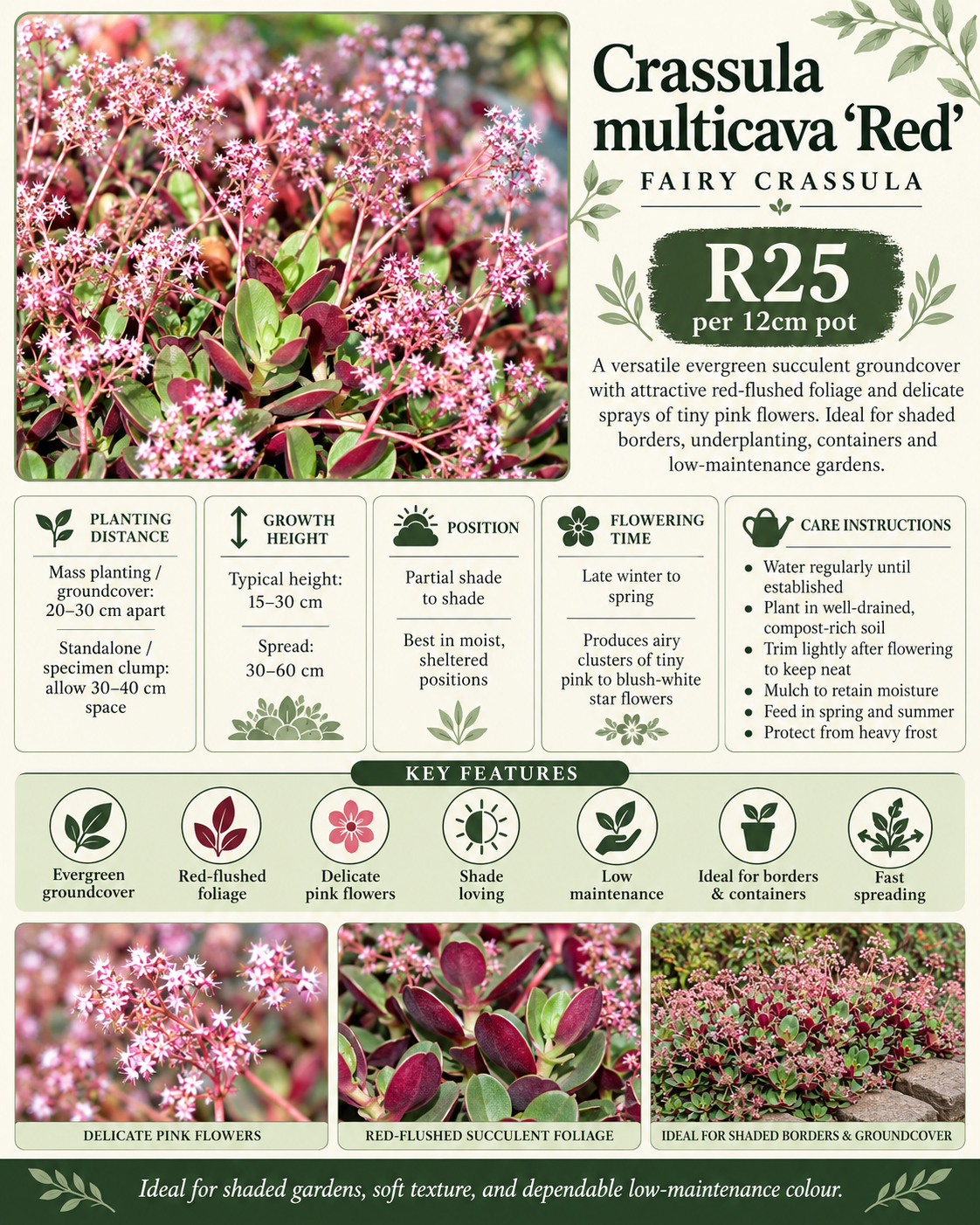 Crassula multicava 'red'