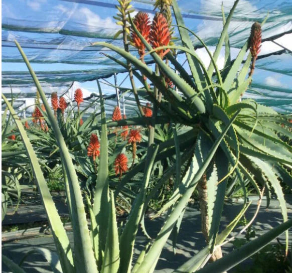 Aloe arborescens red