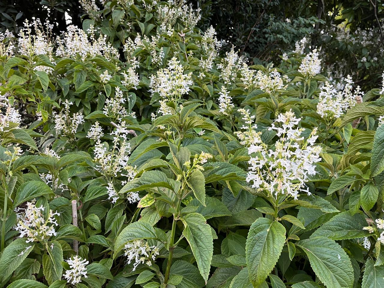 Plectranthus ecklonii (White)