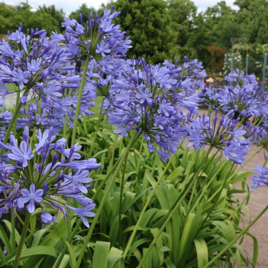 Agapanthus praecox 'Large blue'