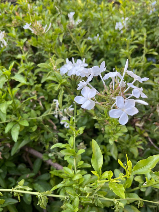 Plumbago auriculata (White)