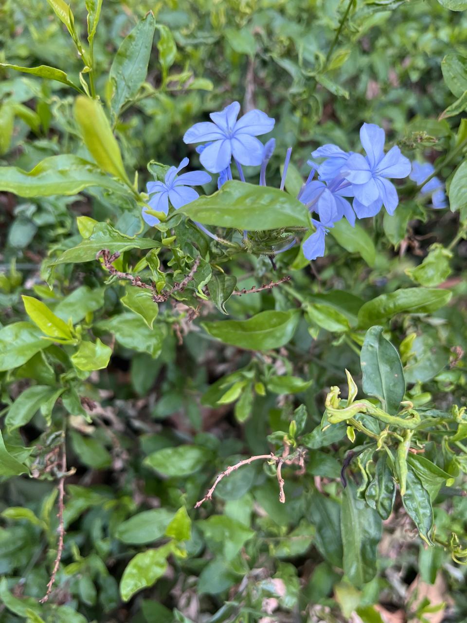 Plumbago auriculata (Blue)