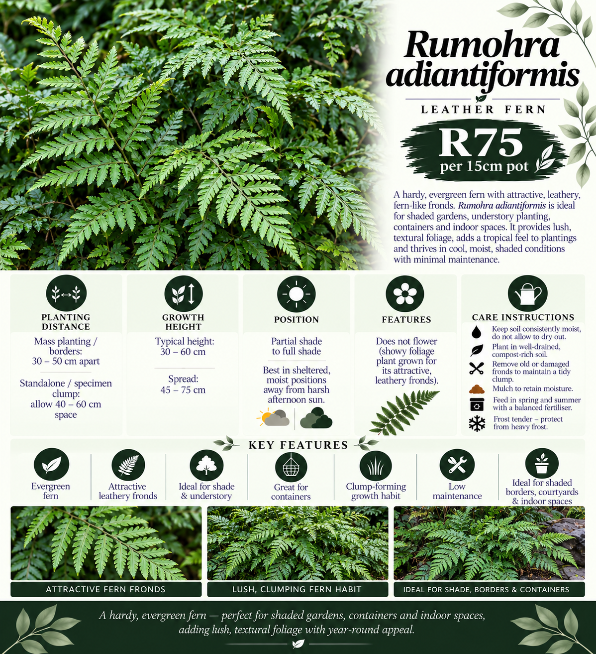 Rumohra adiantiformis