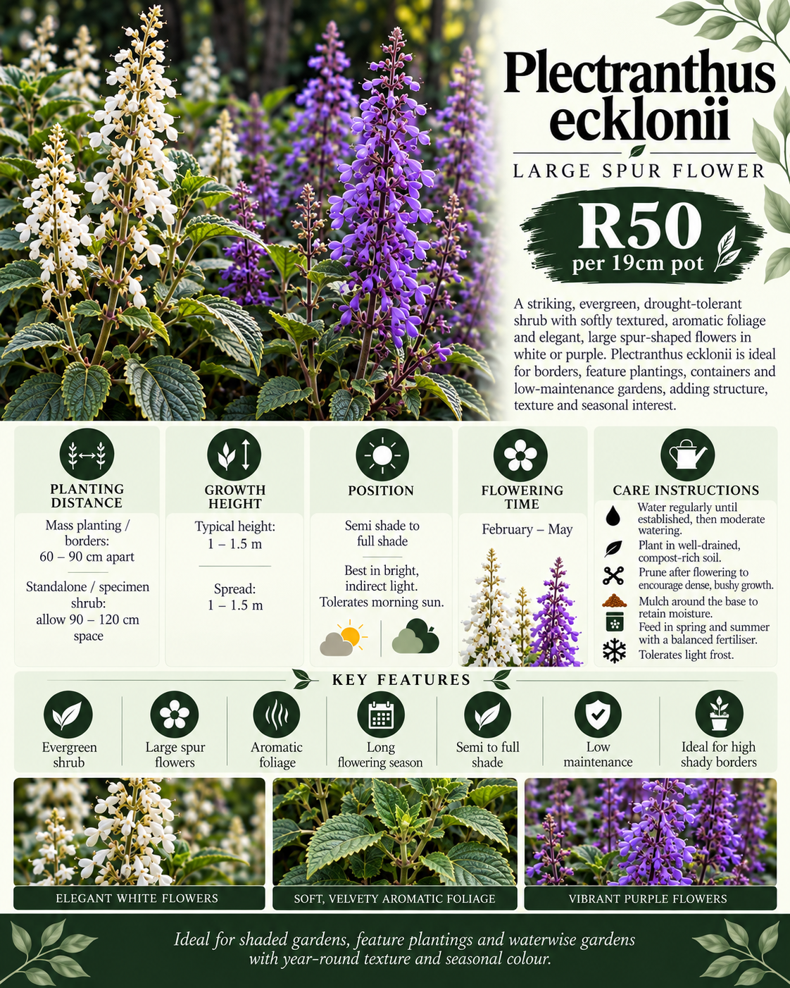Plectranthus ecklonii (Purple)