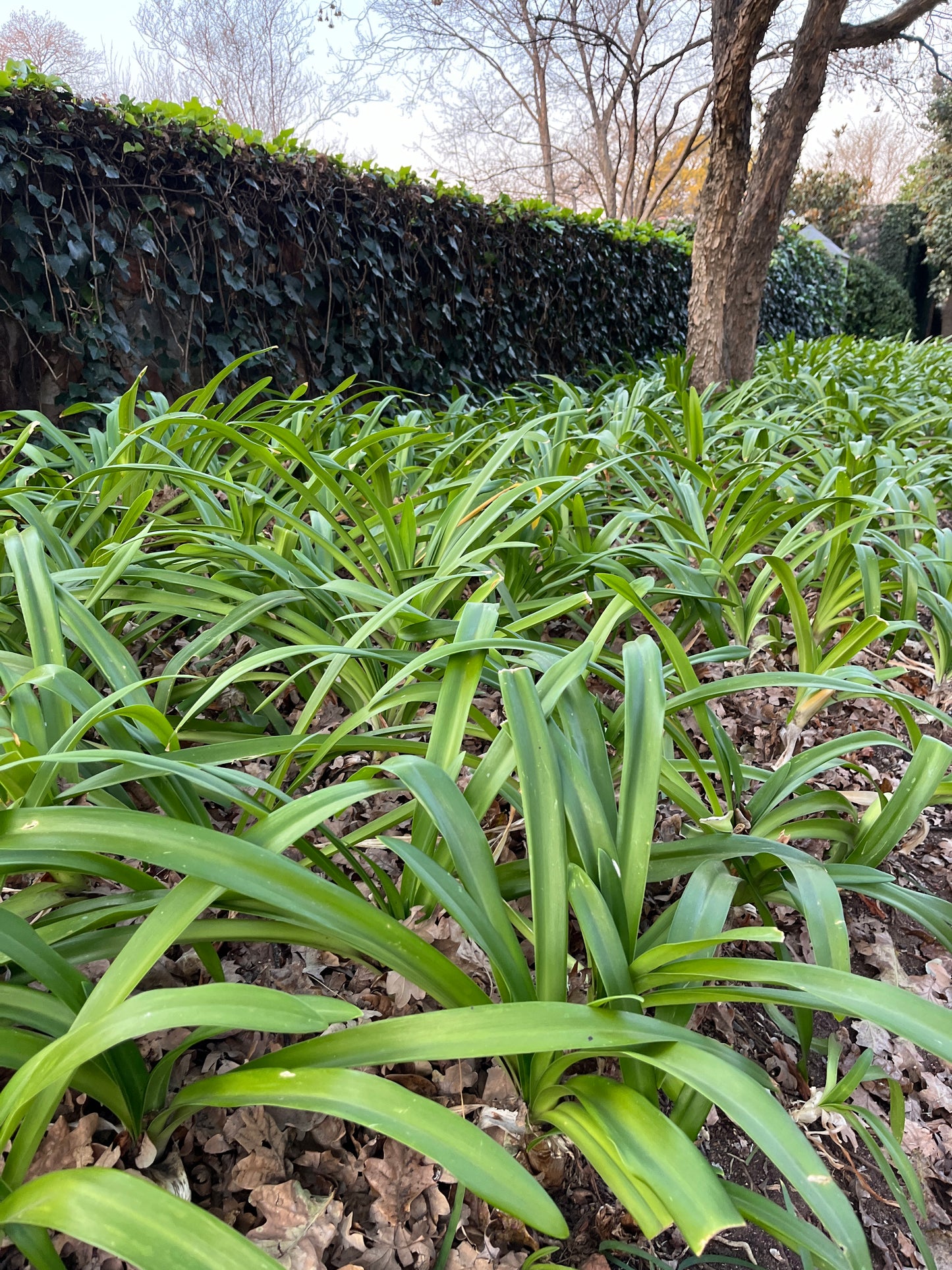 Agapanthus praecox 'Large blue'