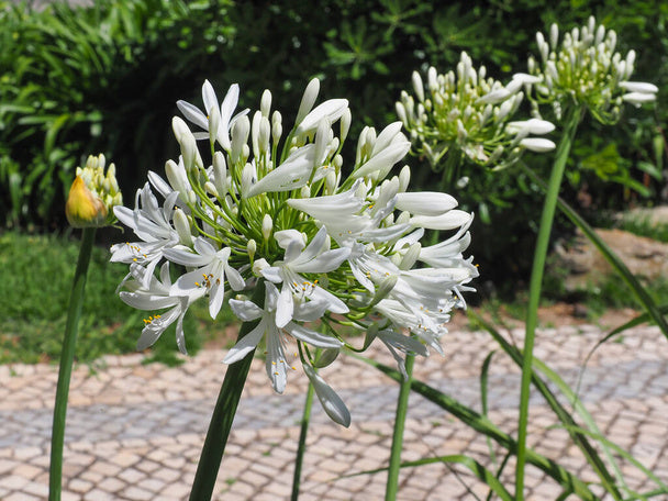 Agapanthus praecox 'Medium white'