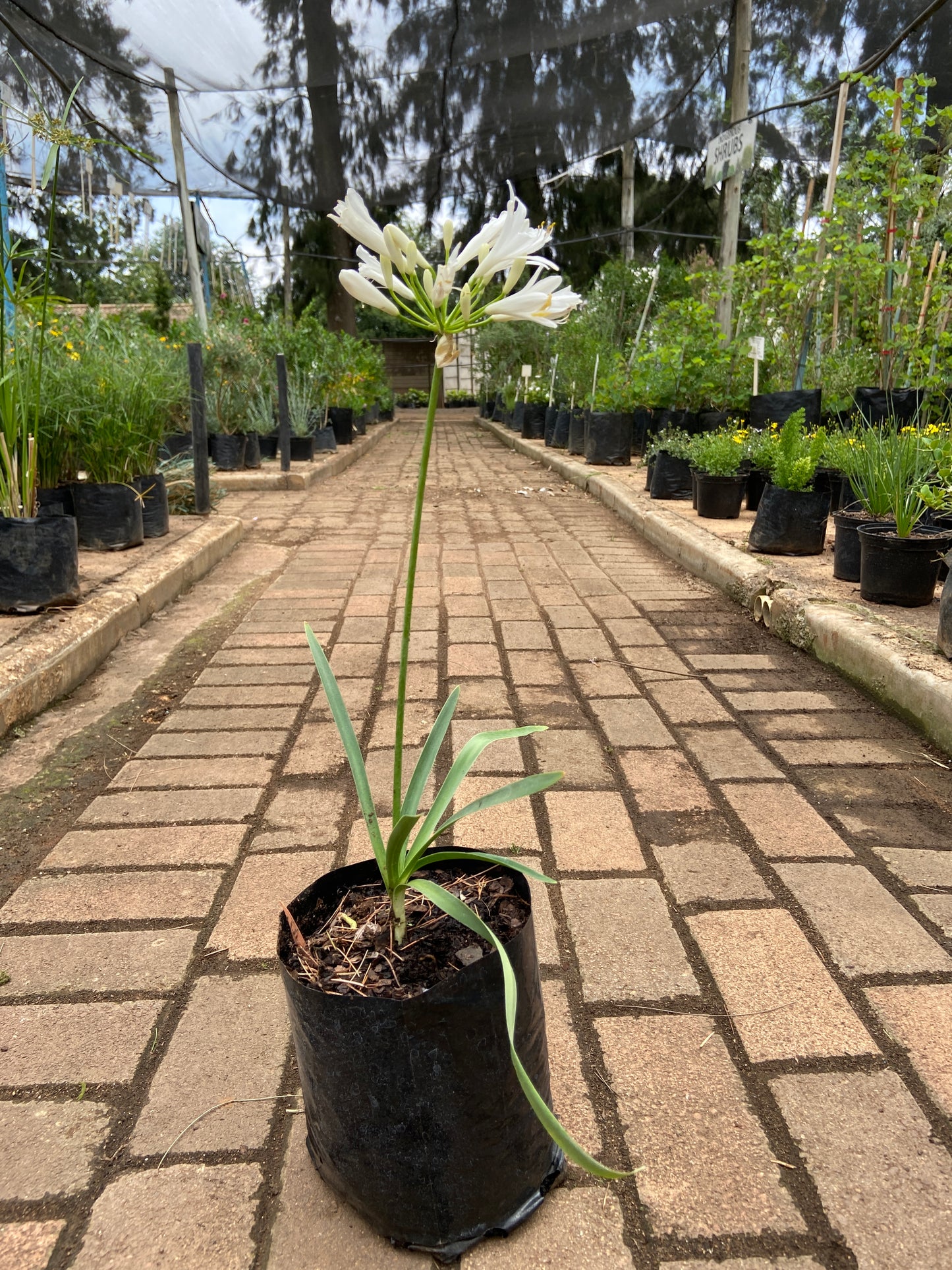 Agapanthus nana white