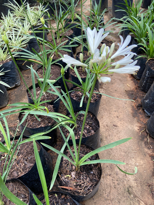 Agapanthus nana white