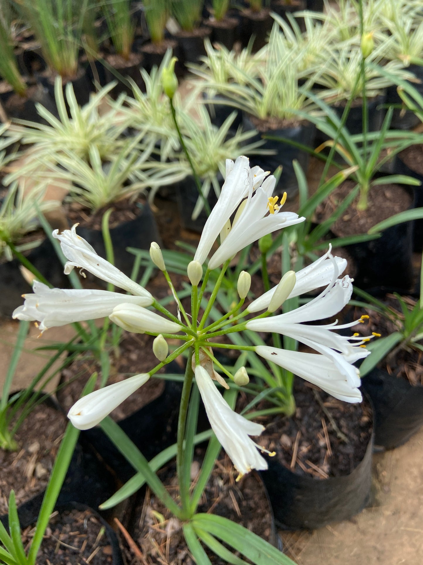 Agapanthus nana white