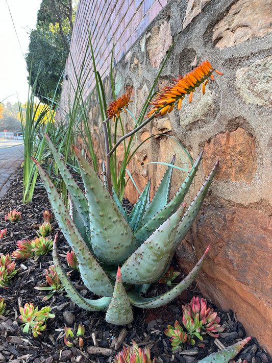 Aloe marlothii