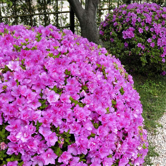 Rhododendron (Azalea bush)