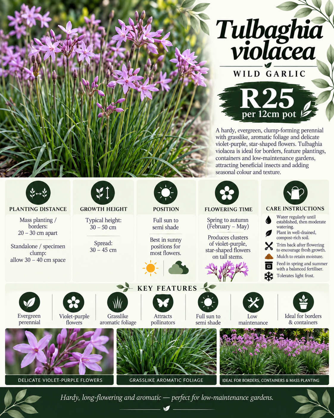 Tulbaghia violacea