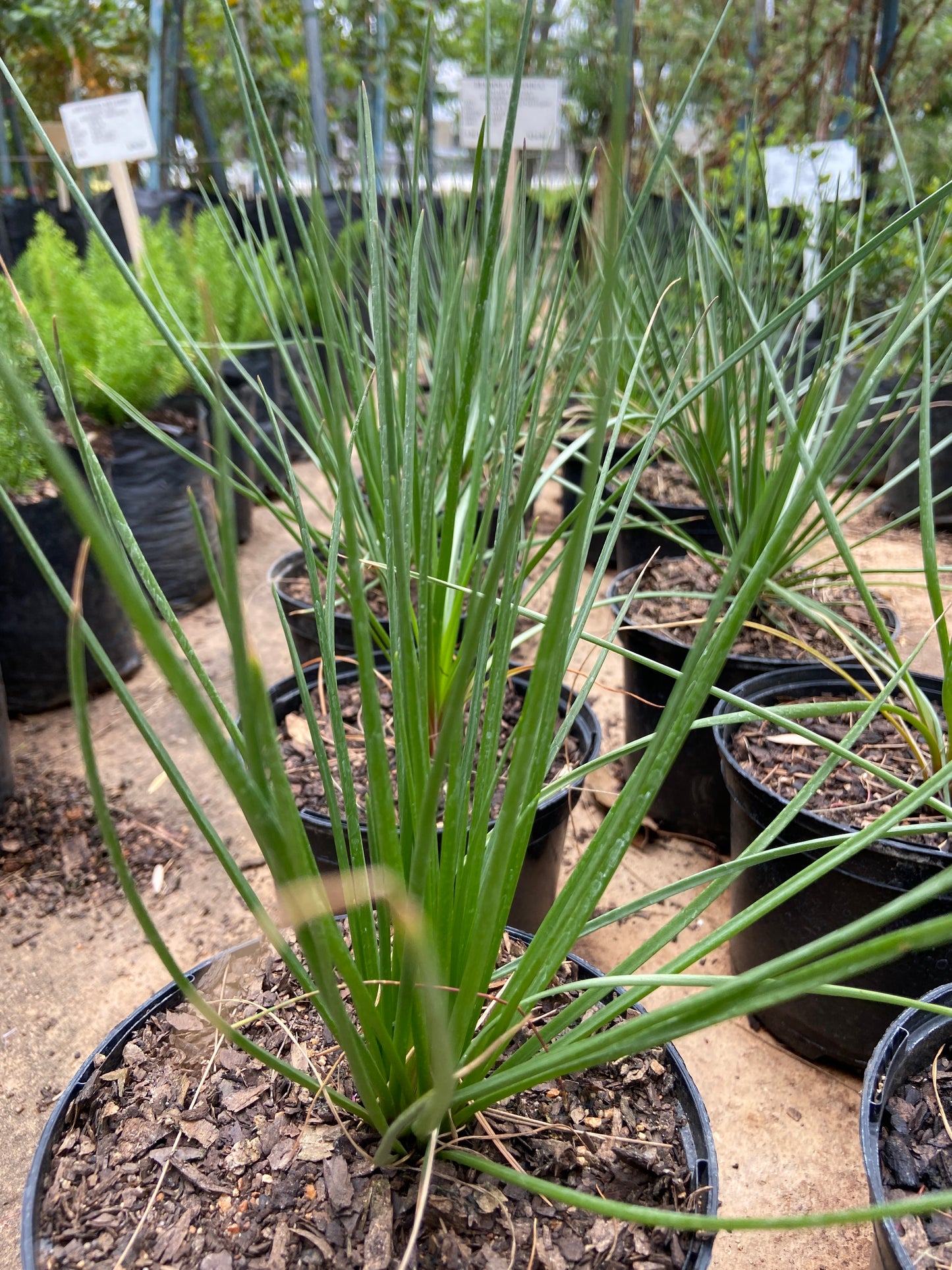 Bulbine Abyssinia