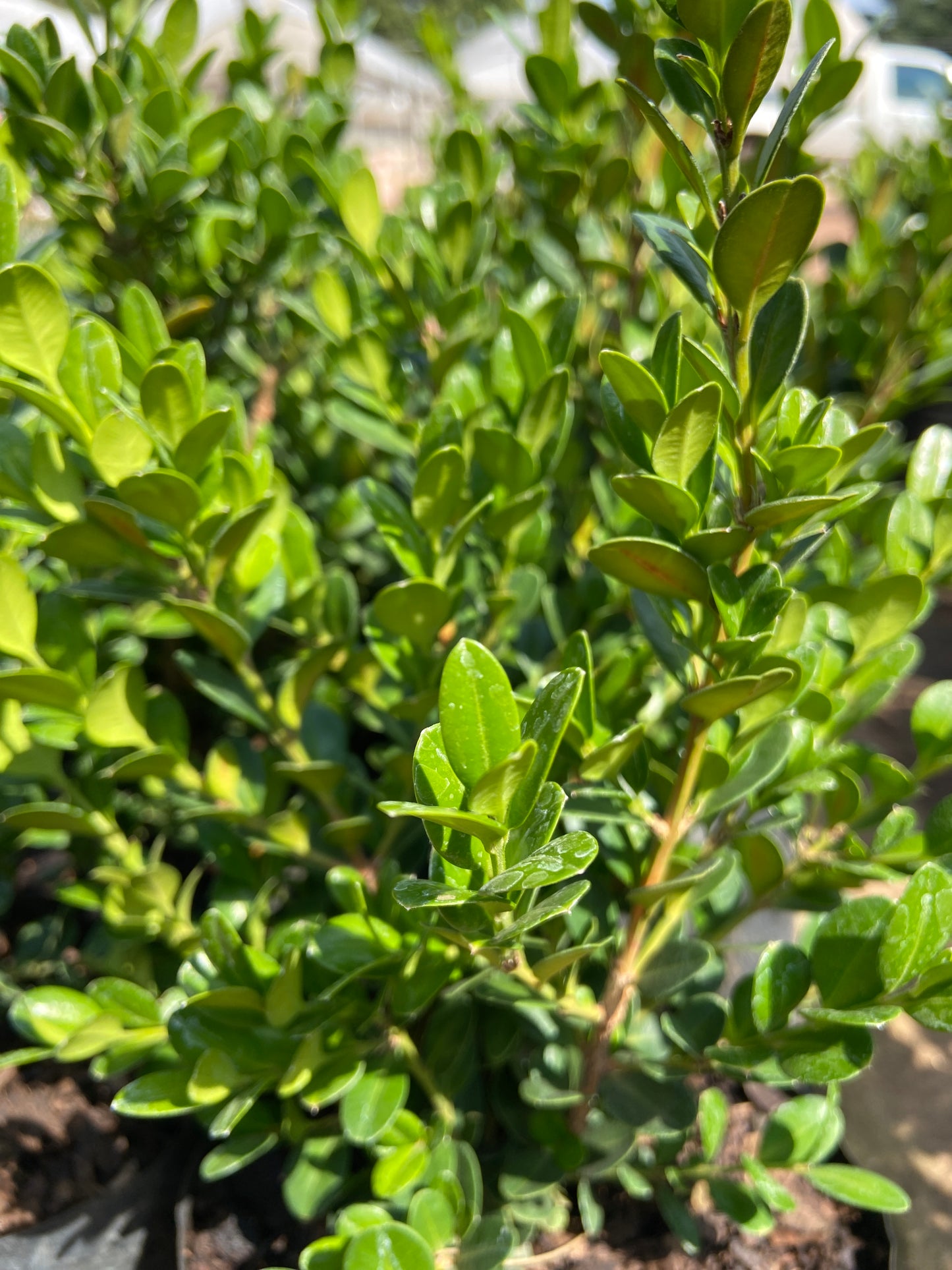 Buxus faulkner