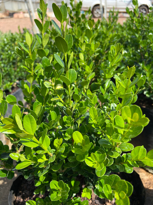 Buxus faulkner