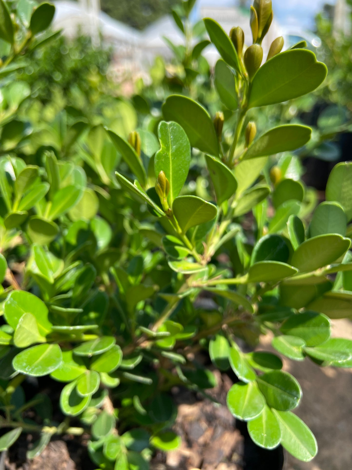 Buxus sempervirens