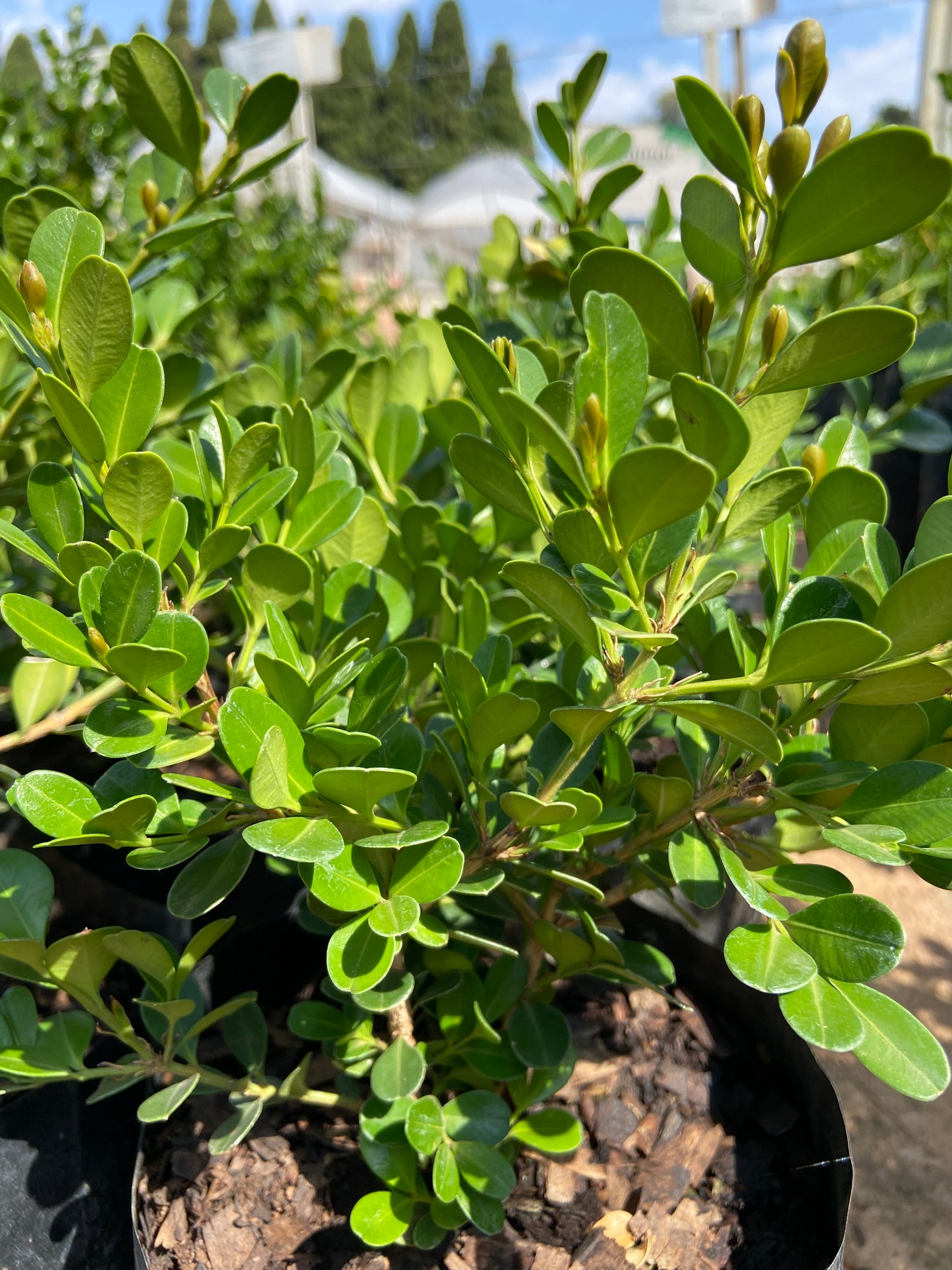 Buxus sempervirens