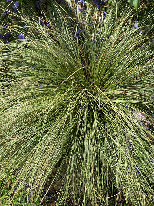 Carex 'Frosted curls'