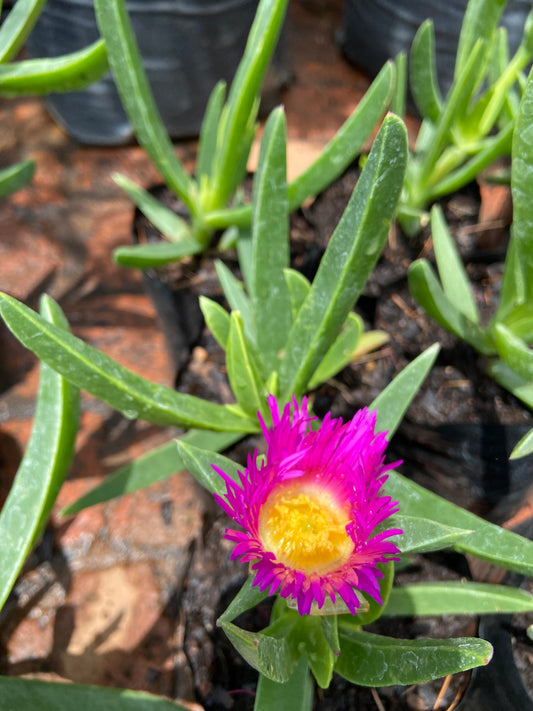 Carpobrotus edulis