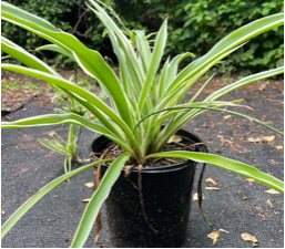 Chlorophytum comosum 'variegata'