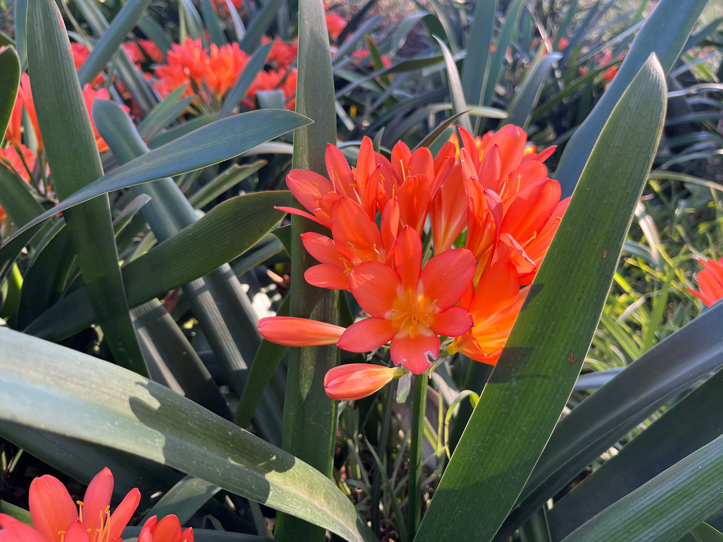 Clivia miniata