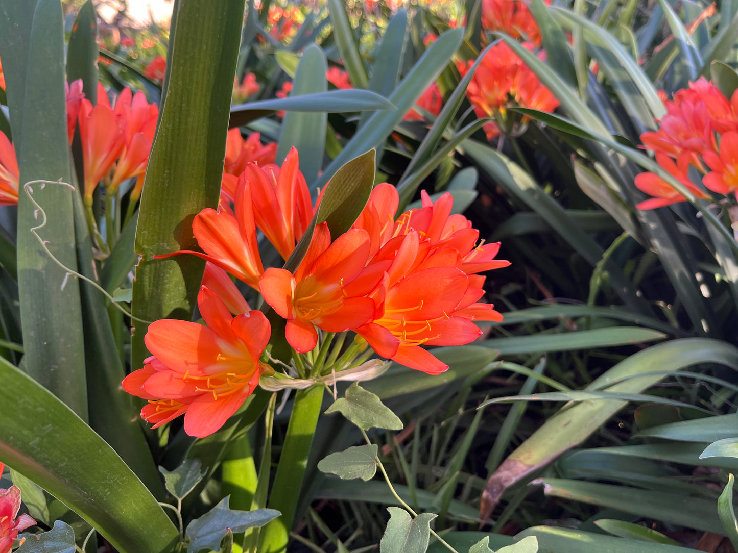 Clivia miniata