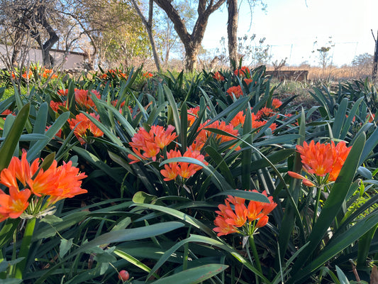 Clivia miniata