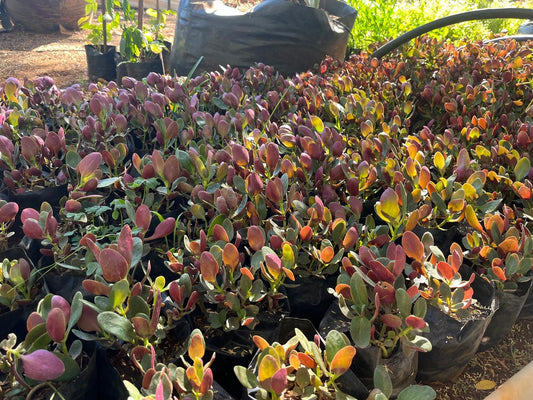 Crassula multicava 'streyi leave' (Purple)