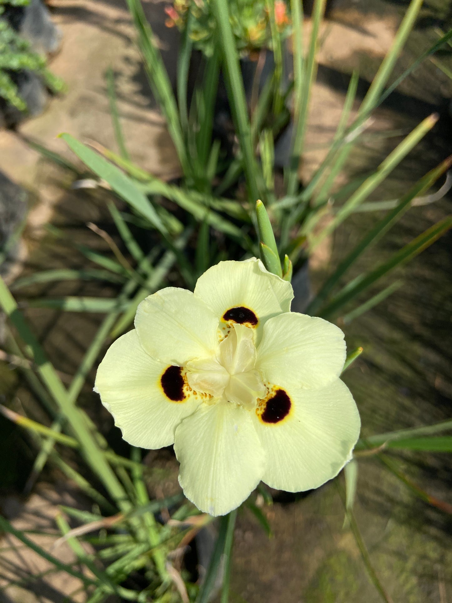 Dietes Bicolor
