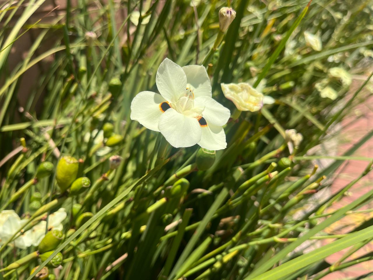 Dietes Bicolor