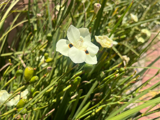 Dietes Bicolor