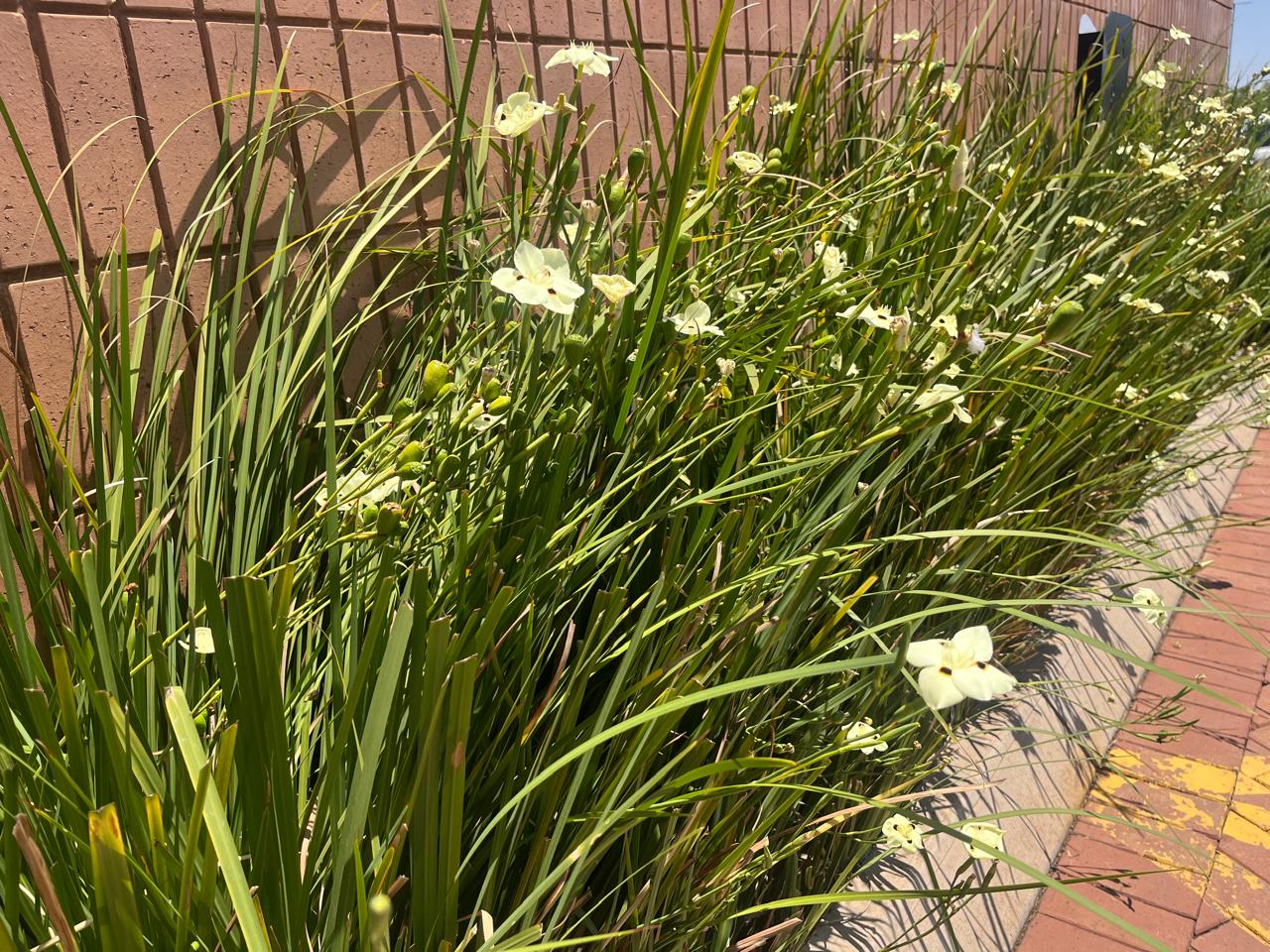 Dietes Bicolor