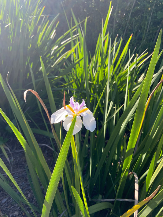 Dietes grandiflora