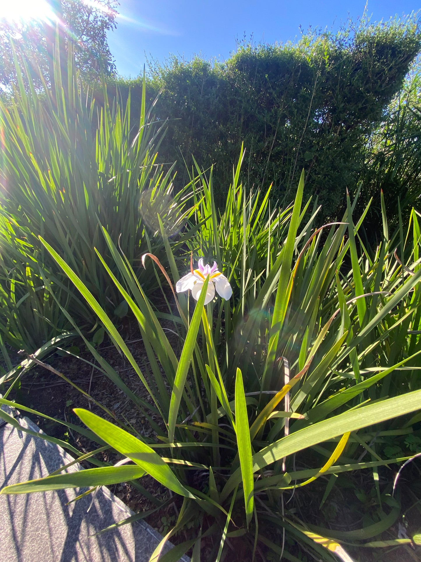 Dietes grandiflora