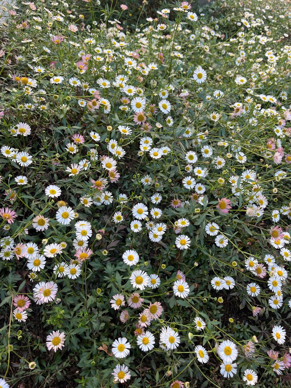 Erigeron karvinskianus