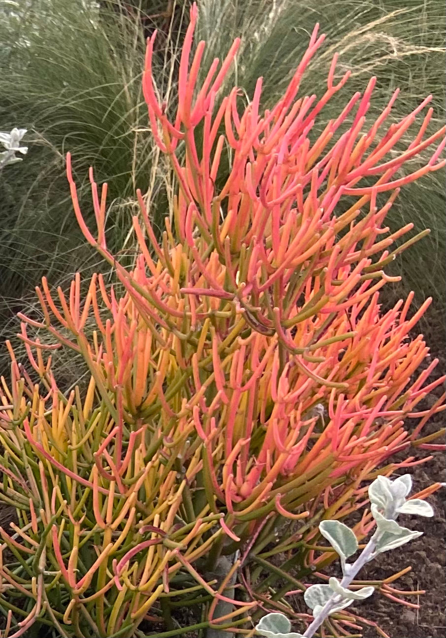 Euphorbia tirucalli (Orange)