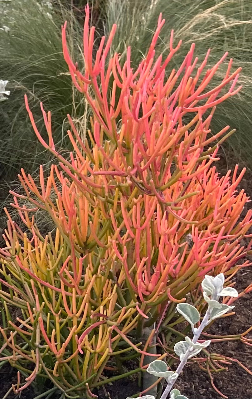 Euphorbia tirucalli (Orange)