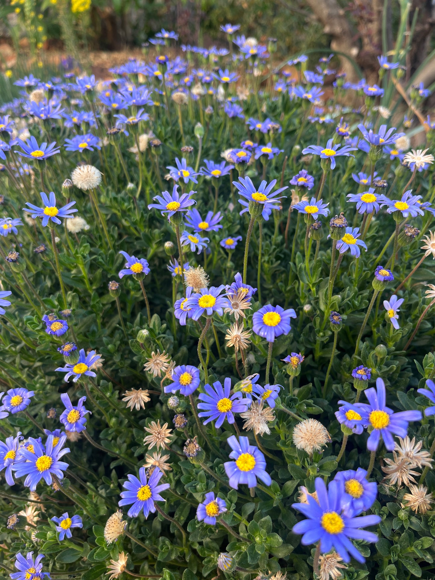 Felicia amelloides (blue)