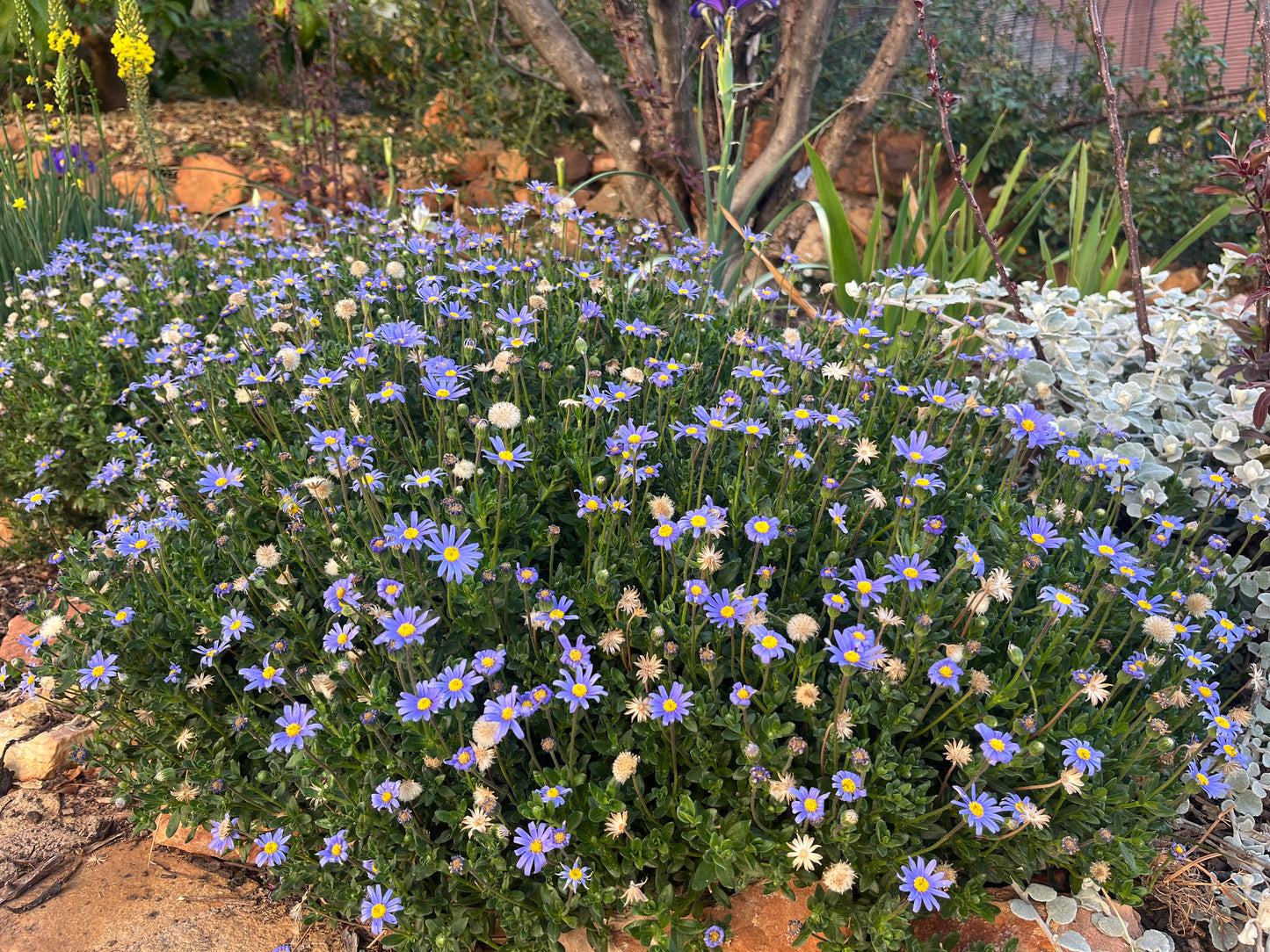 Felicia amelloides (blue)