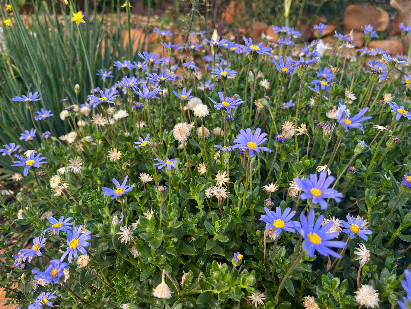 Felicia amelloides (blue)