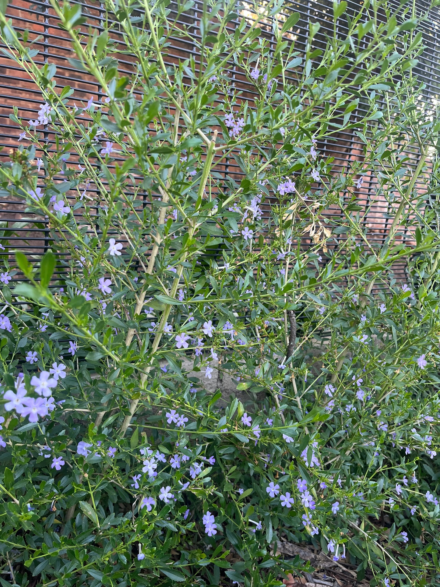 Freylinia tropica (blue)