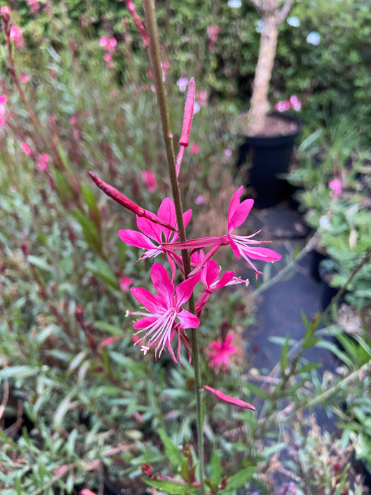 Gaura lindheimeri 'Dark pink'