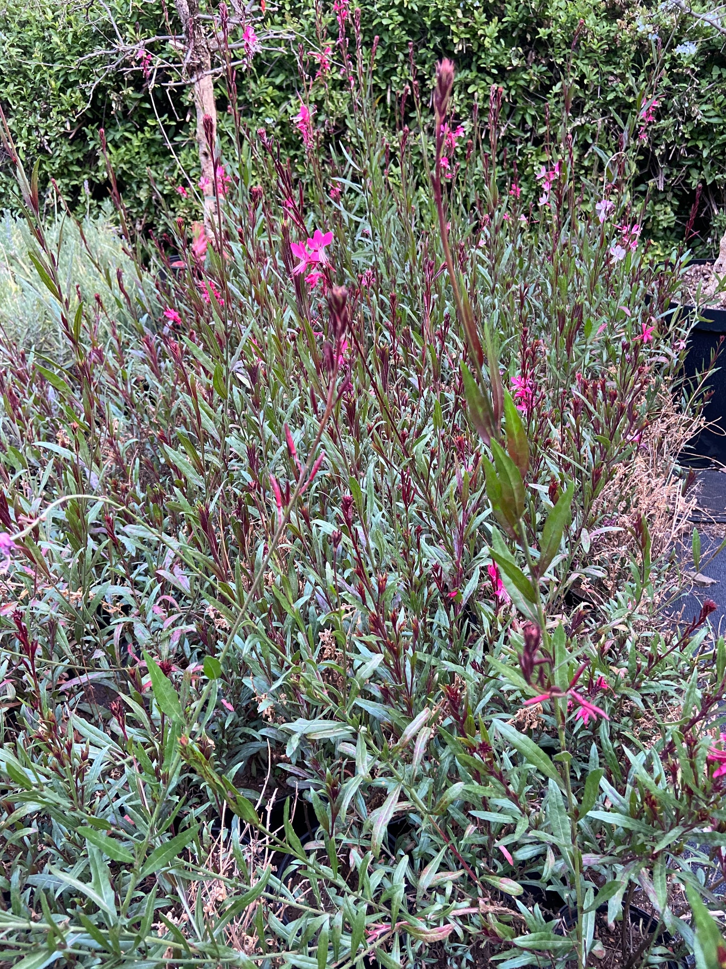 Gaura lindheimeri 'Dark pink'