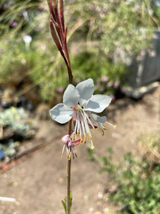 Gaura lindheimeri 'White'