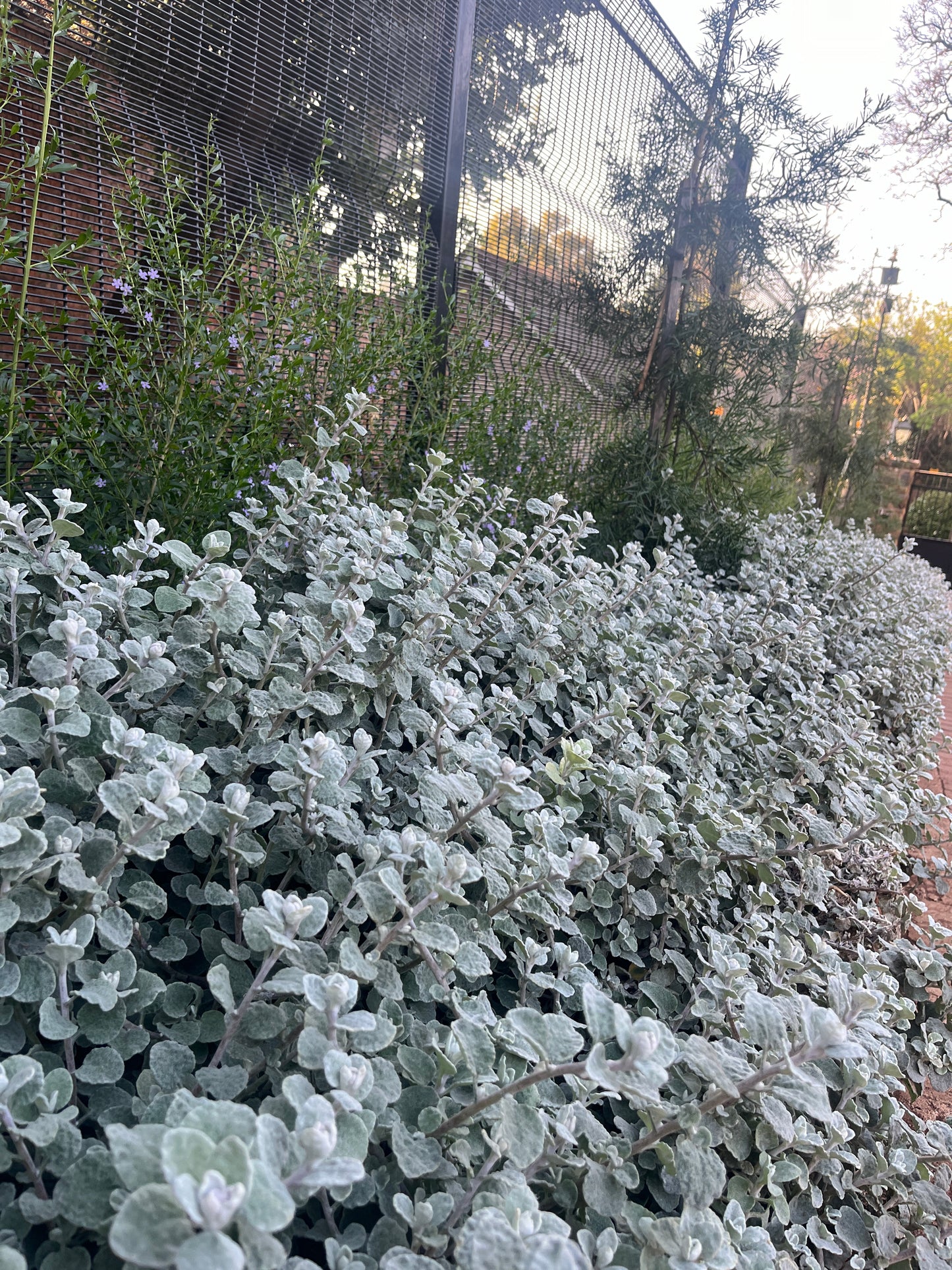 Helichrysum petiolare