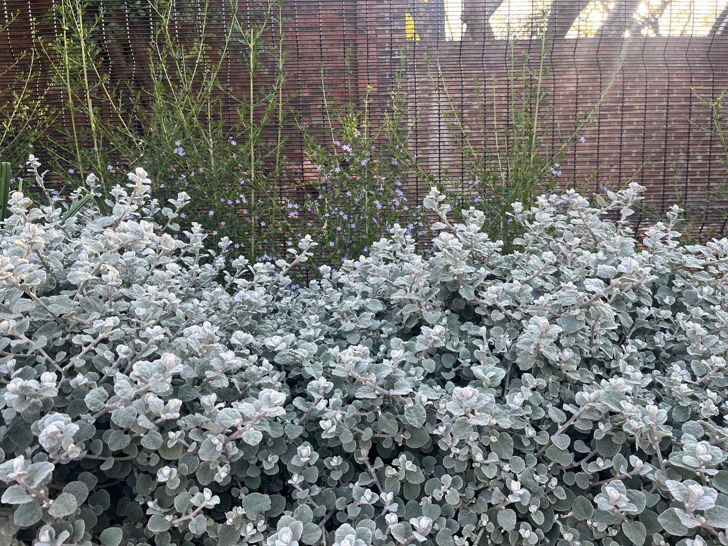 Helichrysum petiolare