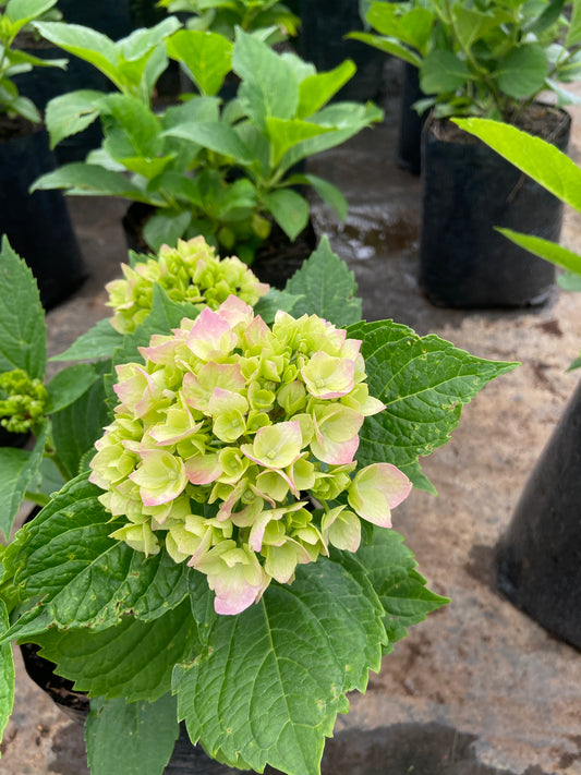 Hydrangea macrophylla