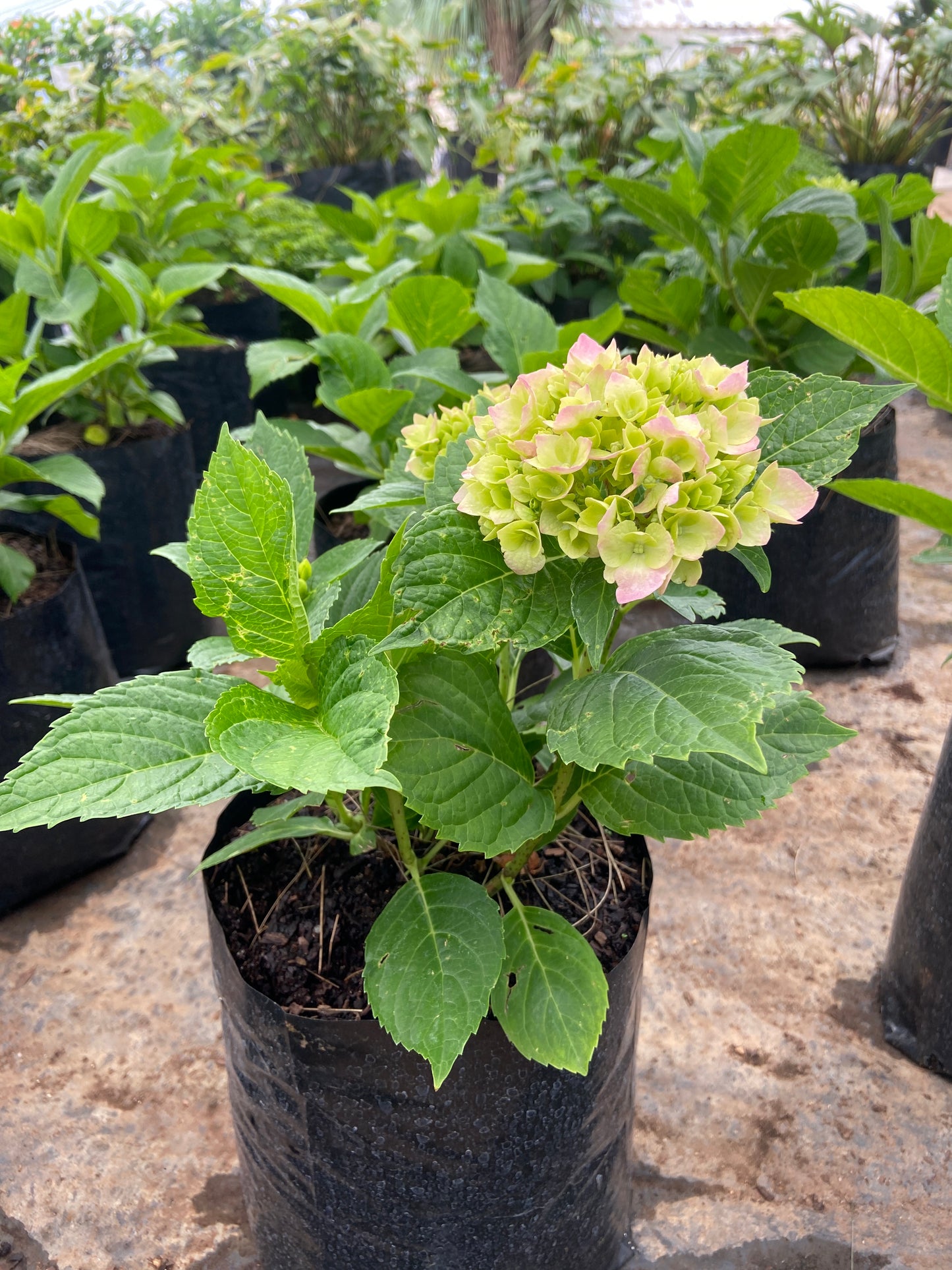 Hydrangea macrophylla