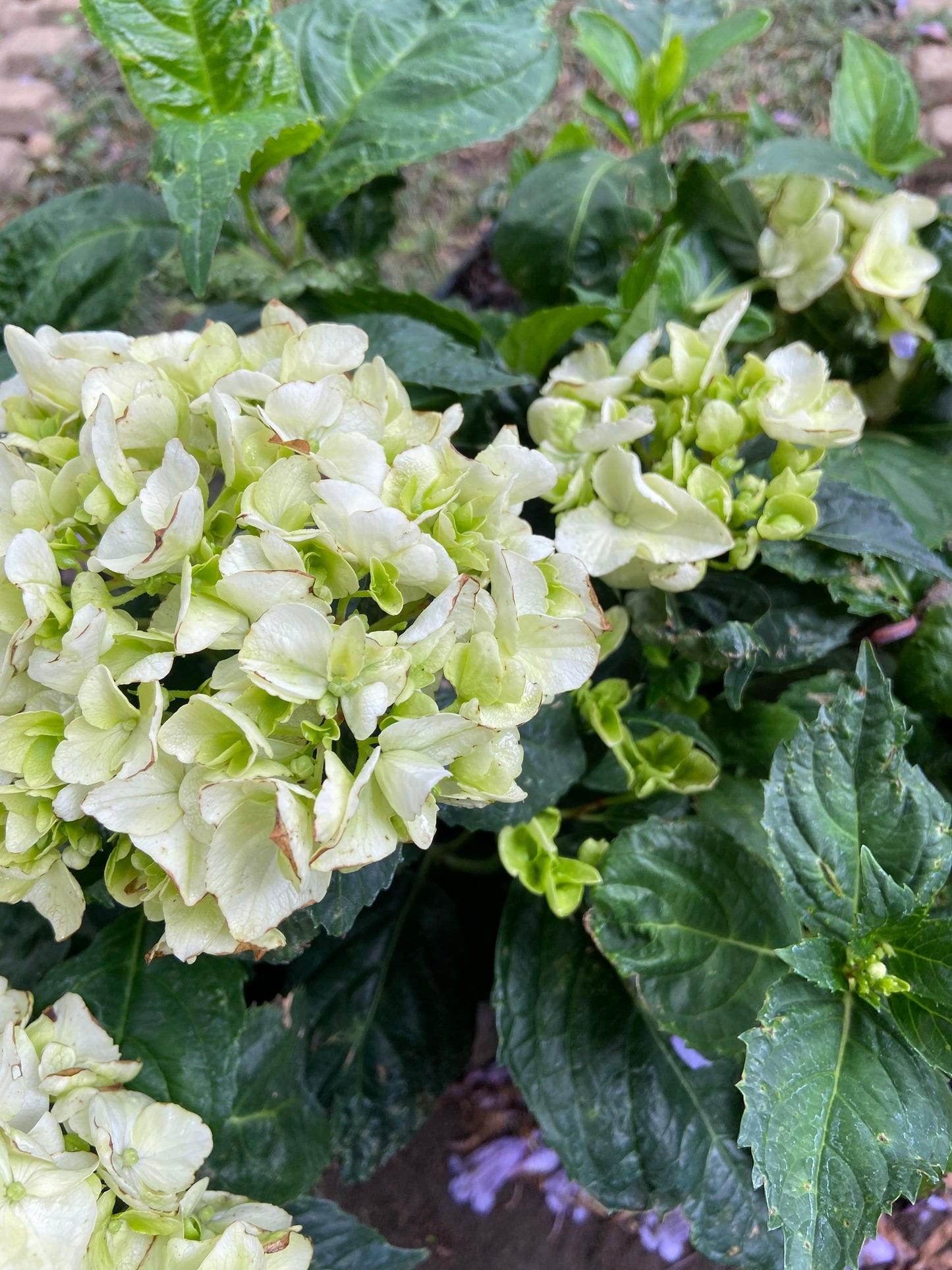 Hydrangea macrophylla (White)